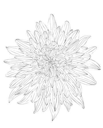 Flower black line contour for coloring book or page. Flower coloring.のイラスト素材
