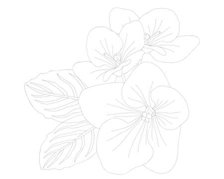 Violet flower isolated on the white background. Violet coloring page or book.のイラスト素材