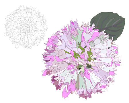 Black line flower isolated on the white background. Fancy flower coloring page or book.のイラスト素材