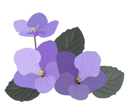 Colorful Violet flower isolated on the white background. Violet coloring page or book.のイラスト素材