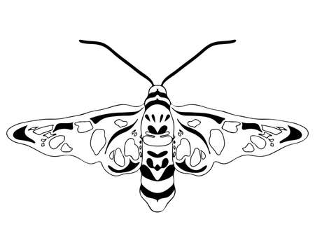 Line butterfly isolated on the white background. Butterfly for print and coloring book or page.のイラスト素材