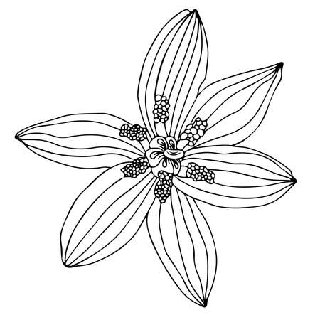 Flower black line contour for coloring book or page. Flower coloring.のイラスト素材