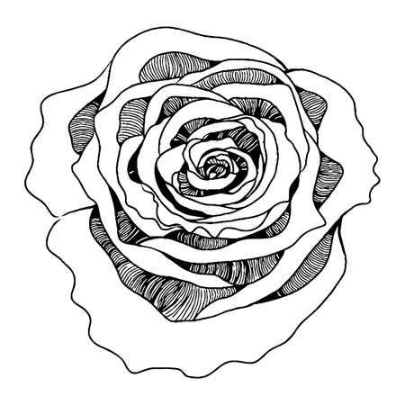 Line rose flower isolated on the white background. Rose coloring book or page.Vector rose flower.のイラスト素材