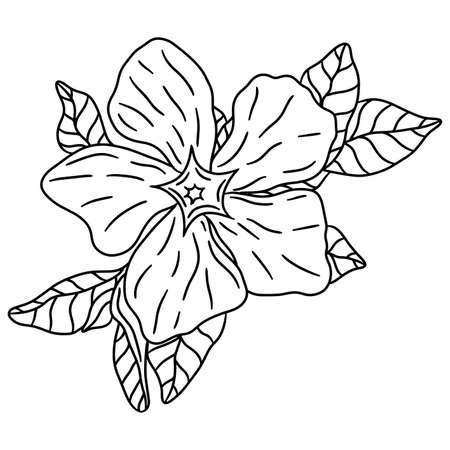 Flower black line contour for coloring book or page. flower vector coloring. floral vector illustrationのイラスト素材