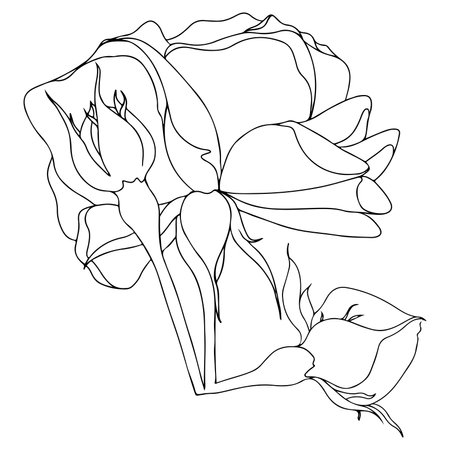 Vector flower for coloring book or page. isolated flowerのイラスト素材