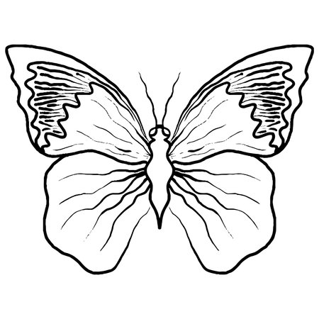 Black line butterfly for greeting card, coloring book. Vector butterfly isolatedのイラスト素材
