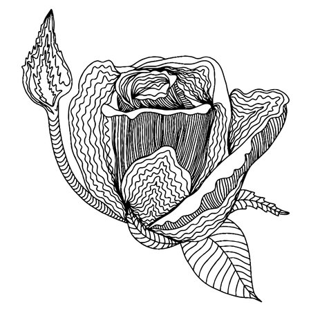 Vector flower for coloring book or page. isolated flowerのイラスト素材