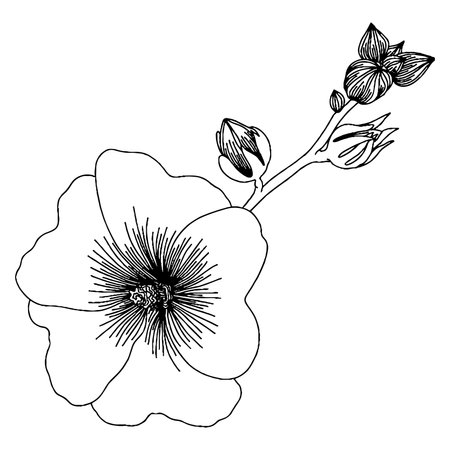 Vector flower for coloring book or page. isolated flowerのイラスト素材