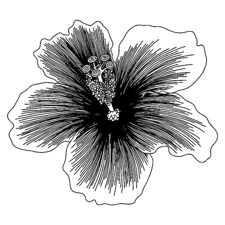 Vector flower for coloring book or page. isolated flowerのイラスト素材