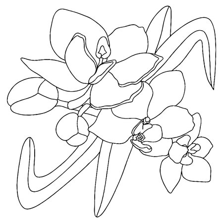 Vector flower for coloring book or page. isolated flowerのイラスト素材