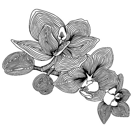Vector flower for coloring book or page. isolated flowerのイラスト素材