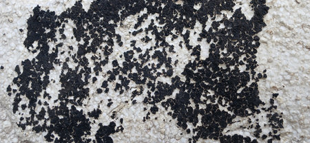 Close-up of black mold or fungus pattern spreading on a rough white styrofoam wall. Organic, grungy texture with strong contrast and irregular shapes. Perfect for use in decay, urban, or horror-themed designs and backgrounds.の写真素材