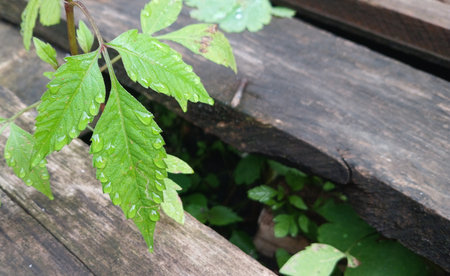 Close-up of vibrant green leaves covered in raindrops growing through a crack in old, weathered wooden planks. A fresh natural contrast between new plant life and aged, decaying wood. Suitable for eco, nature, and sustainability themes.の写真素材