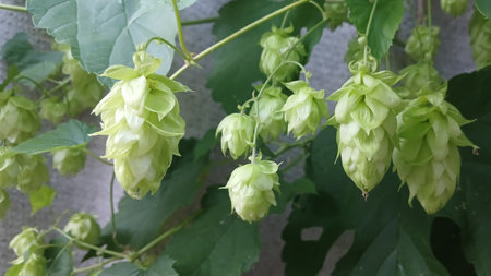 Close-up of fresh green hop cones growing on the vine, symbolizing natural brewing ingredients and...