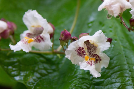 Close-up of delicate white orchid flowers with purple and yellow details, blooming against a lush green blurred background. Macro floral photography with soft focus and natural light.の写真素材