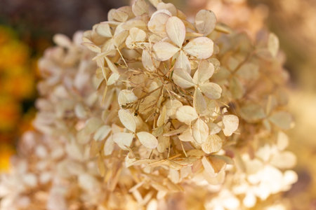 Close-up of dried hydrangea flowers with delicate beige petals captured in warm sunlight. Soft background blur creates a natural and gentle atmosphere.の写真素材