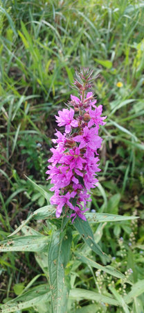 Close-up of a wild meadow plant with bright purple flowers on a long stem. The flower grows in the...