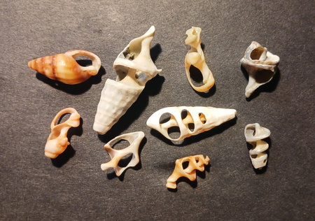 A close-up photo of several small sea shells in different colors and shapes placed on a dark...