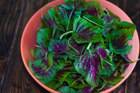 Purple spinach leaves in a bowl. Fresh mix of green and purple spinach on table close up. Dish cooking at home.の写真素材