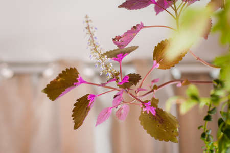 Coleus is a former genus of flowering plants in the family Lamiaceae. A popular hanging houseplants that require little sun.の写真素材