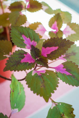 Coleus is a former genus of flowering plants in the family Lamiaceae. A popular hanging houseplants that require little sun.の写真素材