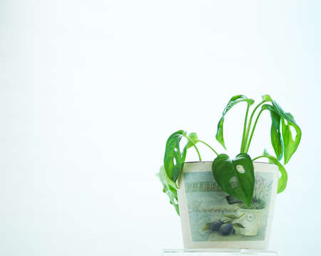 Monstera green potted plant on a white background.