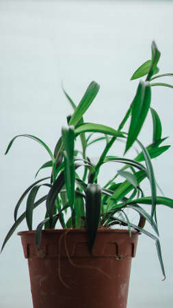 Plant. Green House Plant. Potted Plant. isolated on white.の写真素材