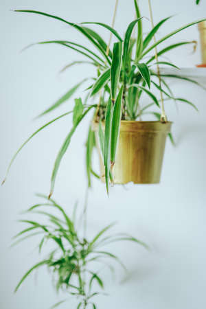 Spider Plant aka, Airplane Plant, Spider Ivy, Ribbon Plant, St. Bernard's Lily, Hen and Chickens, Chlorophytum Comosum hanging on a white wall background.の写真素材