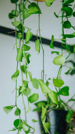 Set of hanging heart-shaped leaves vine, devil's ivy, golden pothos, hanging from the top. A popular house plants and latest trend in home interior.の写真素材