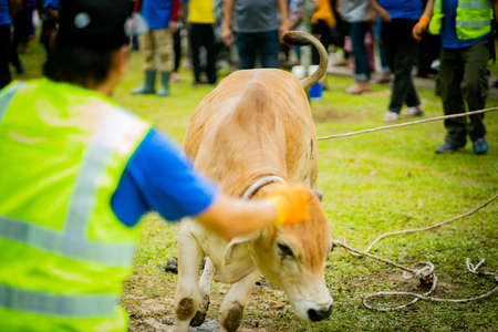 selangor , Malaysia August 11, 2019 - "Sacrifice Feast" also known as Hari Raya Aidiladha is the second of the two Muslim celebrations celebrated worldwide each year by holding a cow slaughtering ceremony.のeditorial素材