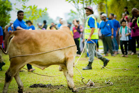 selangor , Malaysia August 11, 2019 - "Sacrifice Feast" also known as Hari Raya Aidiladha is the second of the two Muslim celebrations celebrated worldwide each year by holding a cow slaughtering ceremony.のeditorial素材