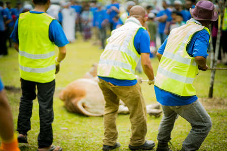 selangor , Malaysia August 11, 2019 - "Sacrifice Feast" also known as Hari Raya Aidiladha is the second of the two Muslim celebrations celebrated worldwide each year by holding a cow slaughtering ceremony.のeditorial素材