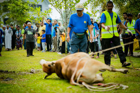 selangor , Malaysia August 11, 2019 - "Sacrifice Feast" also known as Hari Raya Aidiladha is the second of the two Muslim celebrations celebrated worldwide each year by holding a cow slaughtering ceremony.のeditorial素材