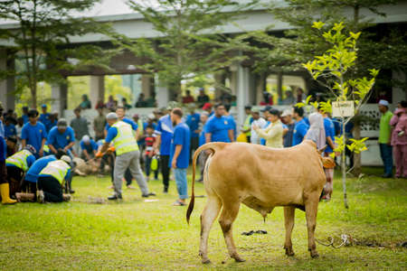 selangor , Malaysia August 11, 2019 - "Sacrifice Feast" also known as Hari Raya Aidiladha is the second of the two Muslim celebrations celebrated worldwide each year by holding a cow slaughtering ceremony.のeditorial素材