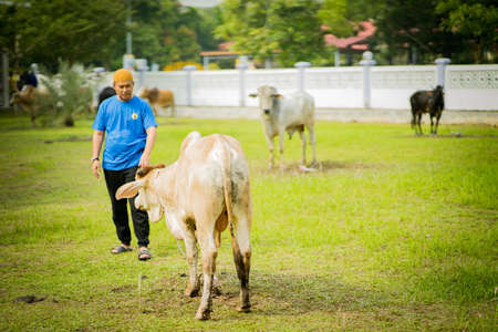 selangor , Malaysia August 11, 2019 - "Sacrifice Feast" also known as Hari Raya Aidiladha is the second of the two Muslim celebrations celebrated worldwide each year by holding a cow slaughtering ceremony.のeditorial素材