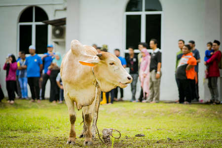 selangor , Malaysia August 11, 2019 - "Sacrifice Feast" also known as Hari Raya Aidiladha is the second of the two Muslim celebrations celebrated worldwide each year by holding a cow slaughtering ceremony.のeditorial素材
