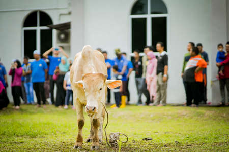 selangor , Malaysia August 11, 2019 - "Sacrifice Feast" also known as Hari Raya Aidiladha is the second of the two Muslim celebrations celebrated worldwide each year by holding a cow slaughtering ceremony.のeditorial素材