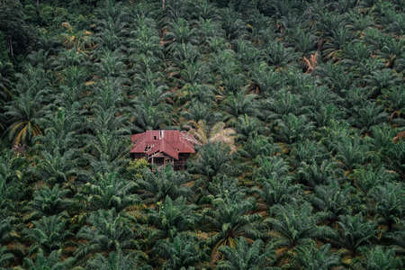 High angle or aerial view of an old wooden house in palm oil plantation in Asia. Agricultural background.の写真素材