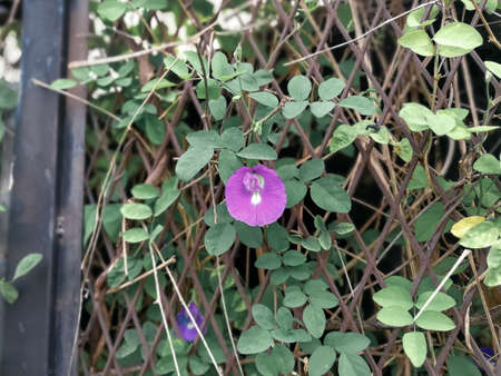 Stunning creeper Ipomoea purpurea, common morning-glory, tall morning-glory, purple morning glory on...