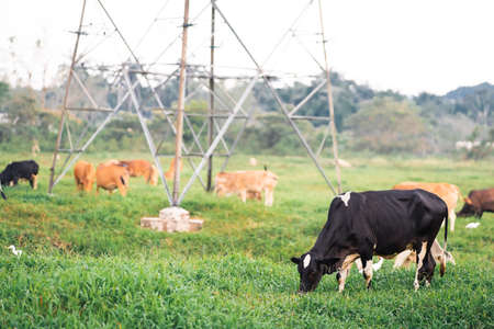 Cows  grazing on a green field in a village in a tropical country.の写真素材