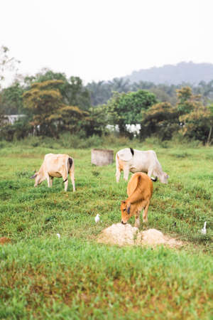 Cows  grazing on a green field in a village in a tropical country.の写真素材