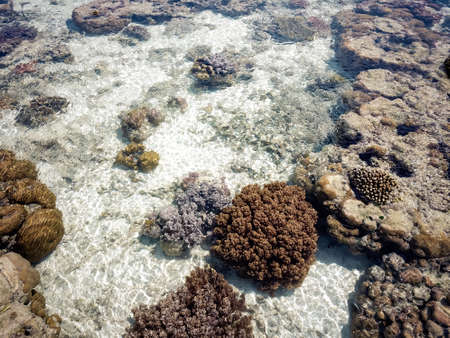 Coral reef in low tide in island near Pulau Bum Bum, Semporna, Sabah, Malaysia.の写真素材