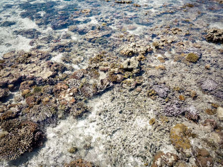 Coral reef in low tide in island near Pulau Bum Bum, Semporna, Sabah, Malaysia.