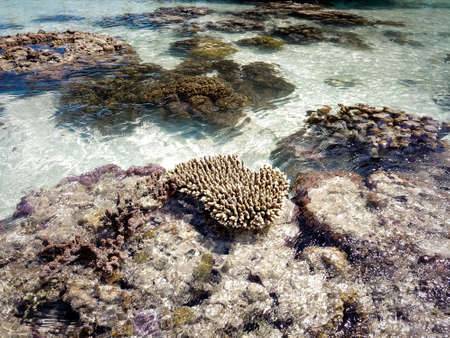 Coral reef in low tide in island near Pulau Bum Bum, Semporna, Sabah, Malaysia.の写真素材
