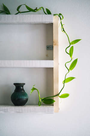 houseplant and decorations on white pine wooden shelfの写真素材