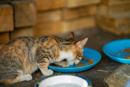 Beautiful feline cat eating on a metal bowl. Cute domestic animal.の写真素材
