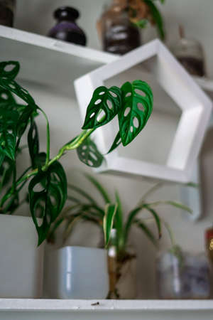 Monstera obliqua Miq., Window-leaf, ARACEAE.の写真素材