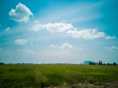 Scenery of yellowish green paddy field in Kedah, Malaysiaの写真素材