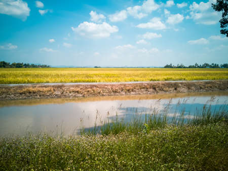 Scenery of yellowish green paddy field in Kedah, Malaysiaの写真素材