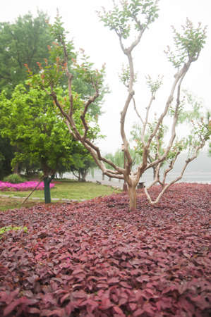 Red autumn leaves in the garden in Wuhan, China.